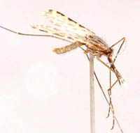 Anopheles jeyporiensis