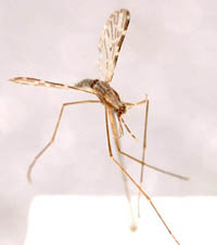 Anopheles minimus