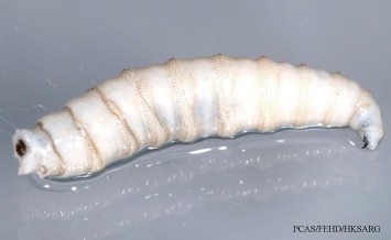 Myiasis-Fig2a-Larva.jpg